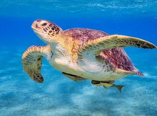 World Sea Turtle Day Highlights Conservation of Sea Turtles and Marine Habitats