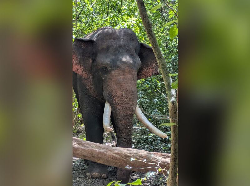 Wild elephant Agbo located in Anuradhapura District with Army support